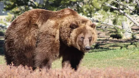 曼城主场大胜，哈兰德双响助努内斯进球